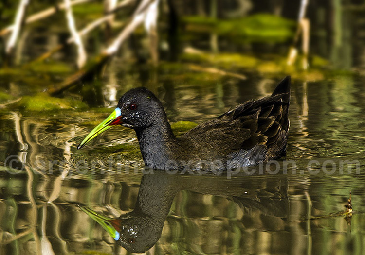 Râle à bec ensanglanté Râle à bec ensanglanté