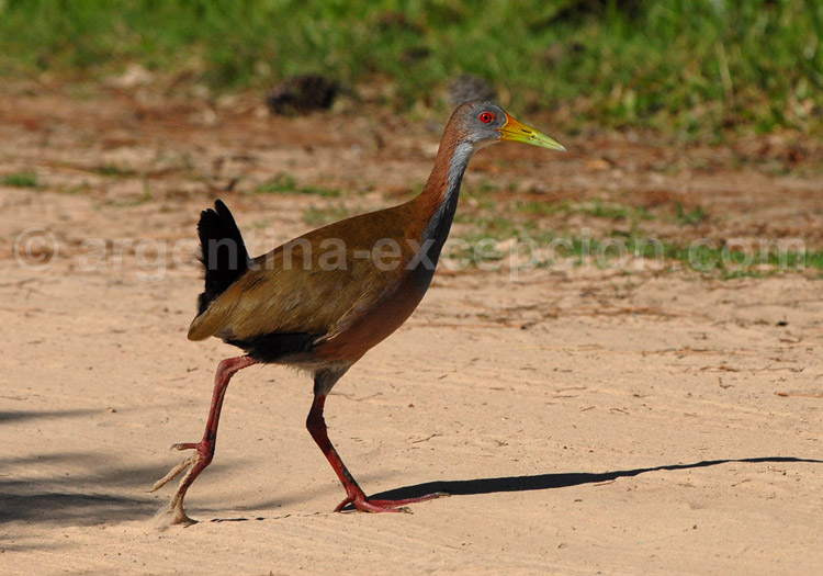 Râle de cayenne Râle de cayenne