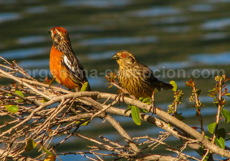 Rara du Paraguay Rara du Paraguay