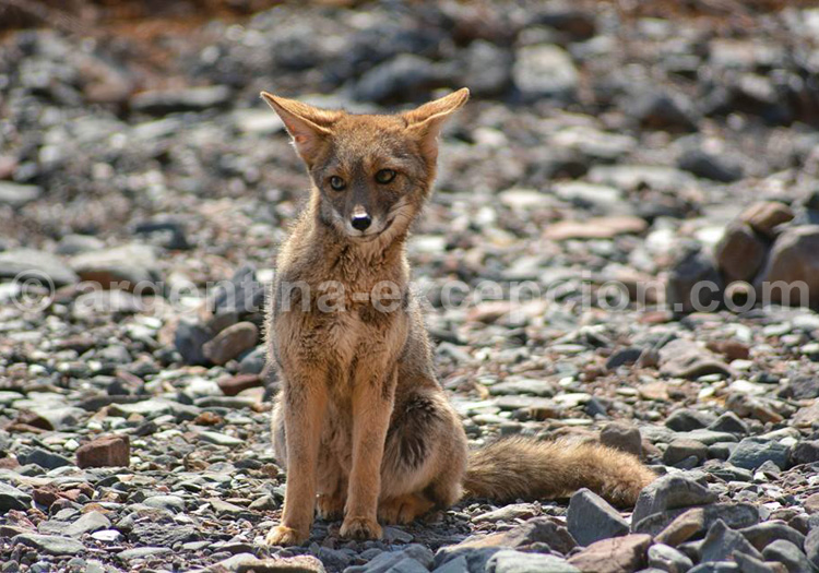 Renard gris d’Argentine Renard gris d’Argentine