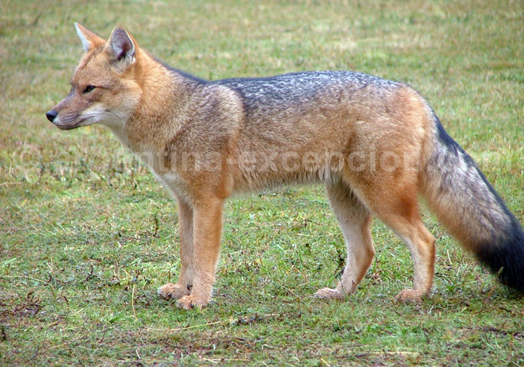 Renard de Magellan ou Renard des Andes Renard de Magellan ou Renard des Andes