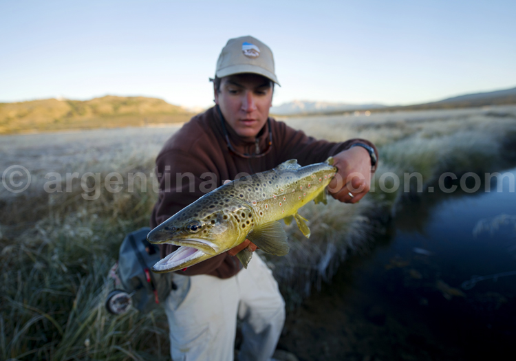 Salmo trutta, brown trout, Tres Valles lodge salmo trutta tres valles lodge