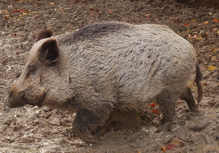Sanglier, Argentine. CC Wikimedia Sanglier, Argentine. CC Wikimedia
