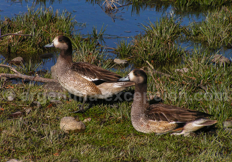 Sarcelle de la puna Sarcelle de la puna