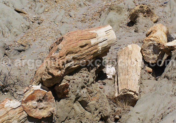 Forêt pétrifiée de Sarmiento Forêt pétrifiée de Sarmiento