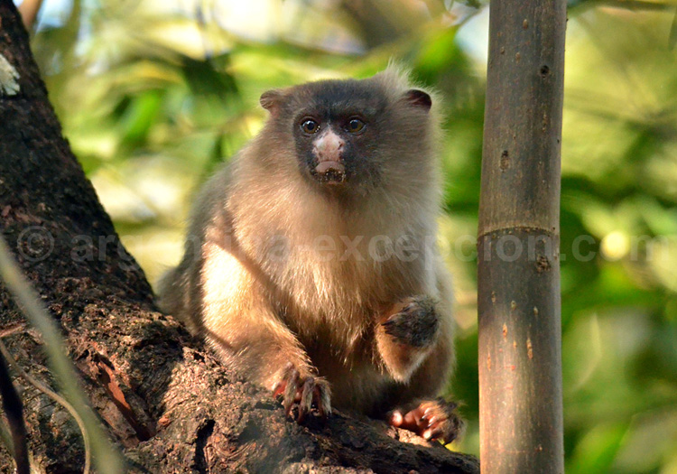 Saïmiri commun ou Singe-écureuil, Argentine Saïmiri commun ou Singe-écureuil, Argentine