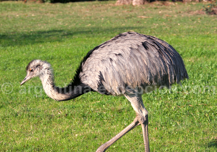 Nandou d'Amérique Nandou d'Amérique