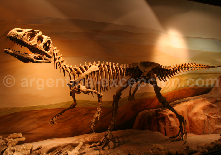 Epachtosaurus sciuttoi, musée de Trelew Epachtosaurus sciuttoi, musée de Trelew