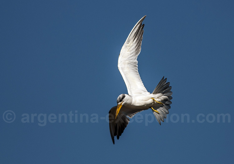Sterne à gros bec Sterne à gros bec