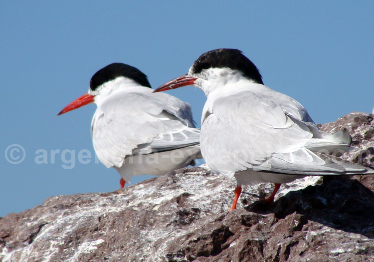Sterne hirundinacée Sterne hirundinacée