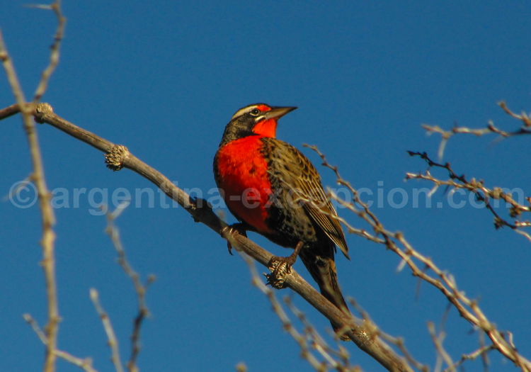 Sturnelle du Pérou Sturnelle du Pérou