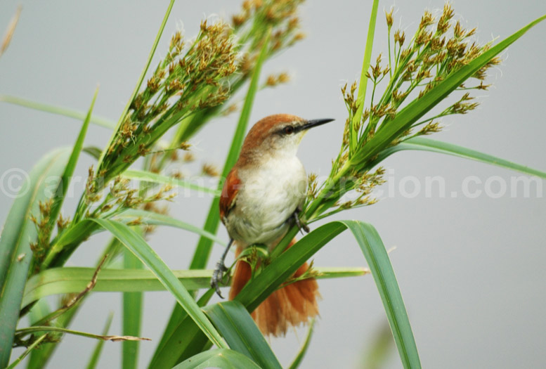 Synallaxe à gorge jaune Synallaxe à gorge jaune
