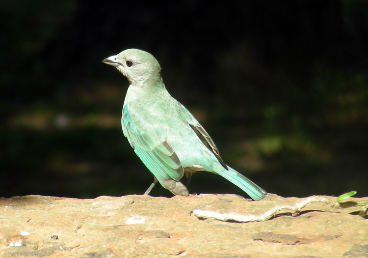 Tangara sayaca, photo Véronique Lefebvre Tangara sayaca, photo Véronique Lefebvre