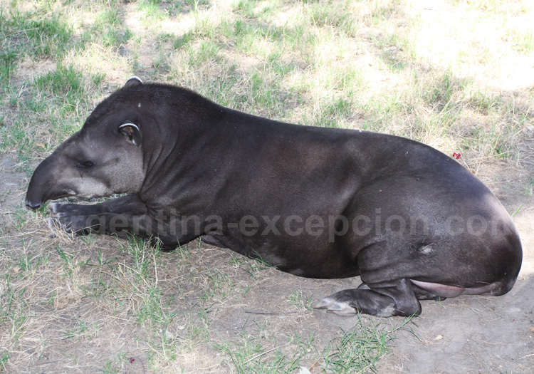 Tapir, Argentine Tapir, Argentine