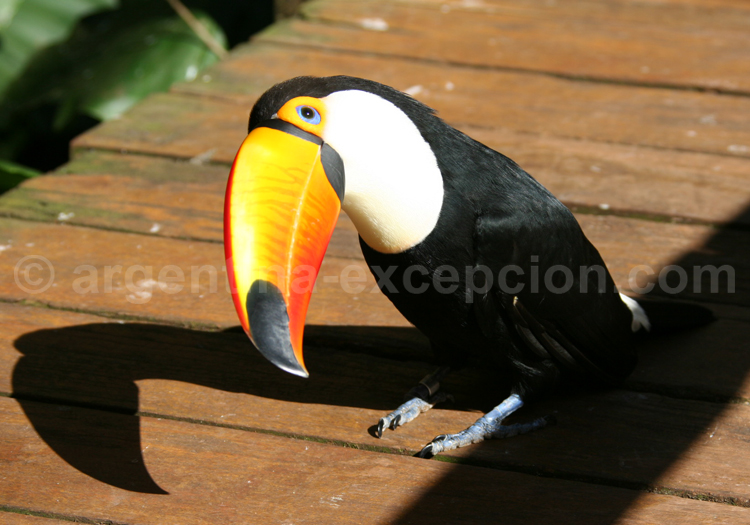 Toucan toco Toucan toco