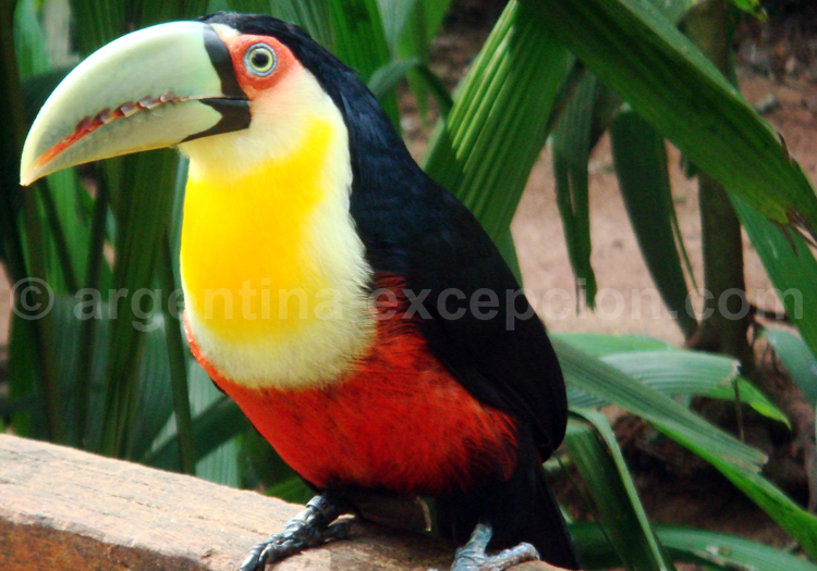 Toucan à ventre rouge Toucan à ventre rouge