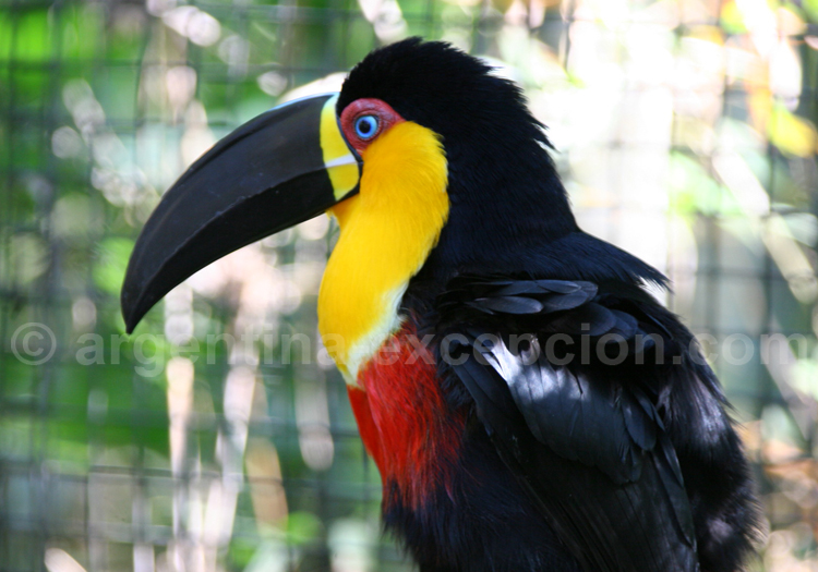 Toucan vitellin Toucan vitellin