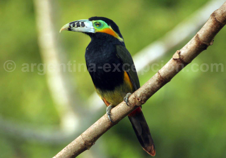 Toucanet à bec tacheté. Posada Puerto Bemberg Toucanet à bec tacheté. Posada Puerto Bemberg