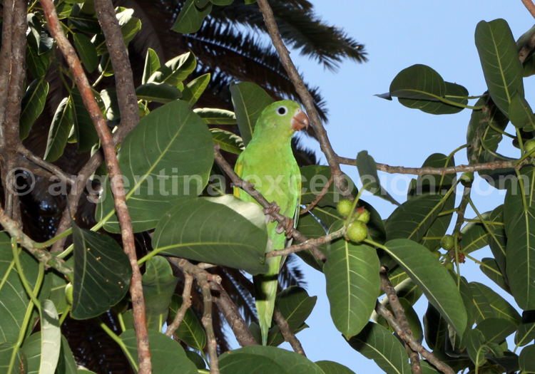 Toui à ailes jaunes toui ailes jaunes