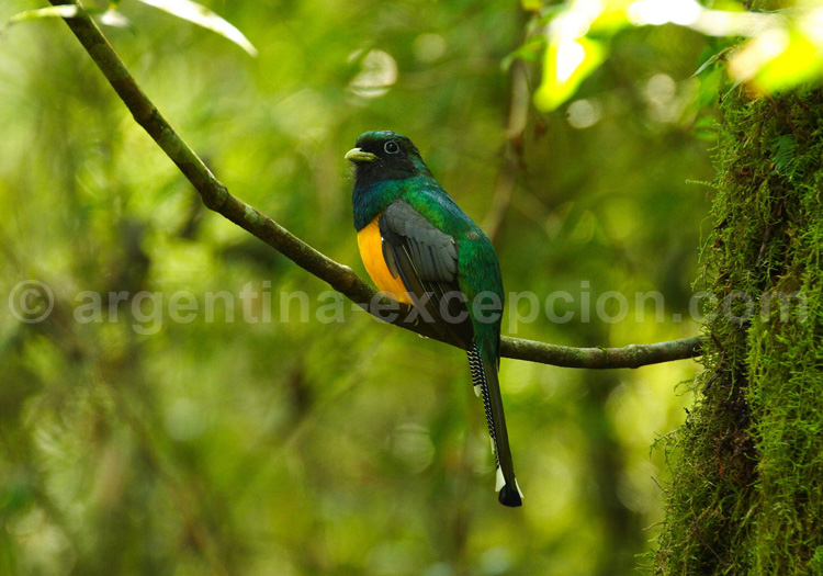 Trogon aurore. Posada Puerto Bemberg, Emilio White Trogon aurore. Posada Puerto Bemberg, Emilio White