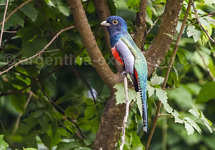 Trogon couroucou Trogon couroucou