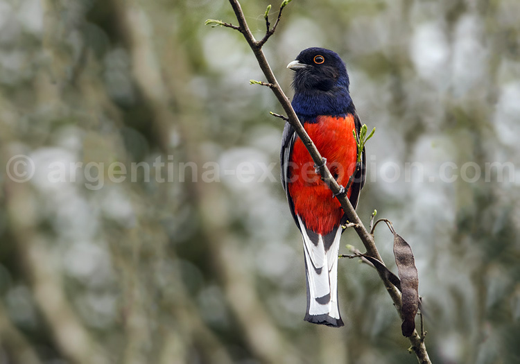 Trogon surucua Trogon surucua