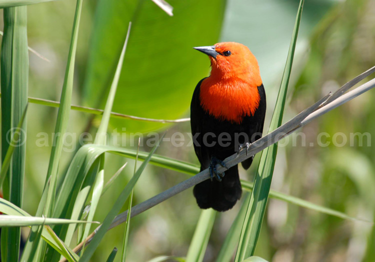Troupiale à tête rouge. Estancia Ricon del Socorro Troupiale à tête rouge. Estancia Ricon del Socorro