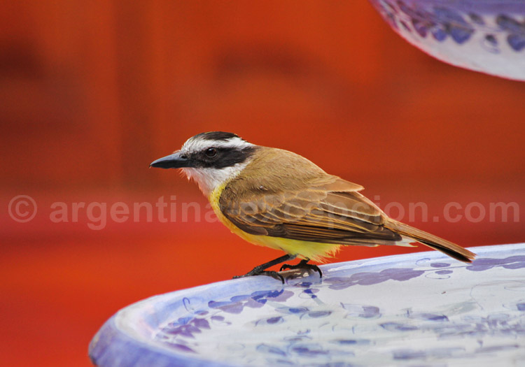 Tyran de Cayenne Tyran de Cayenne