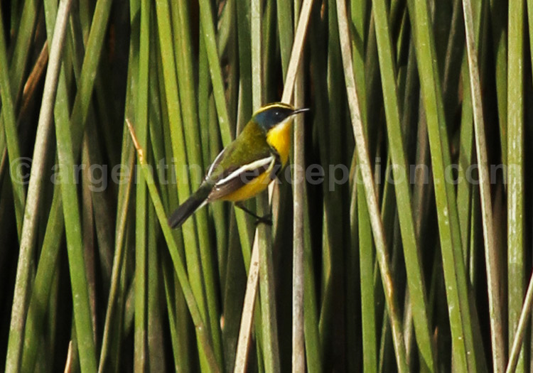 Tyranneau omnicolore Tyranneau omnicolore