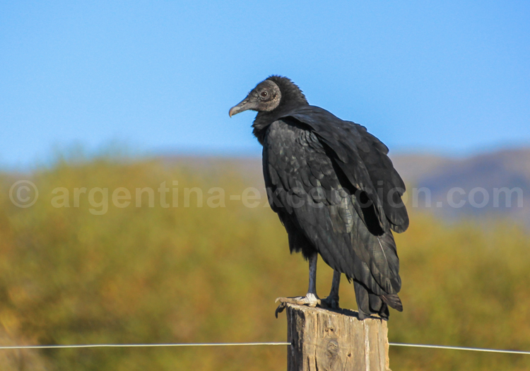 Urubu noir Urubu noir