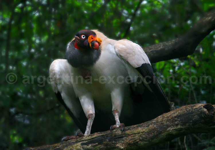 Vautour pape ou Sarcoramphe roi. Ann Van Rossem Vautour pape ou Sarcoramphe roi. Ann Van Rossem