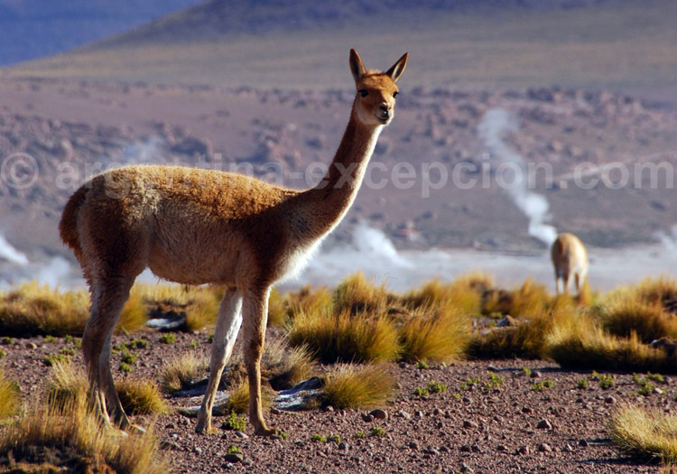 Vigogne, Argentine Vigogne, Argentine