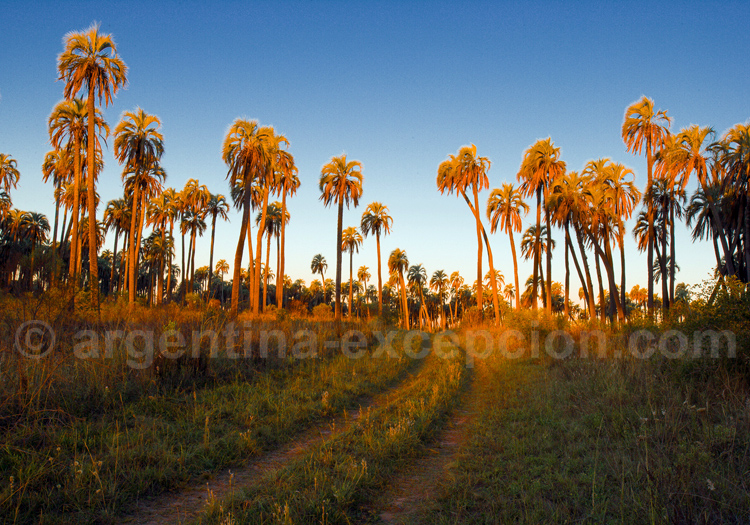 Visite du parc national El Palmar Visite du parc national El Palmar