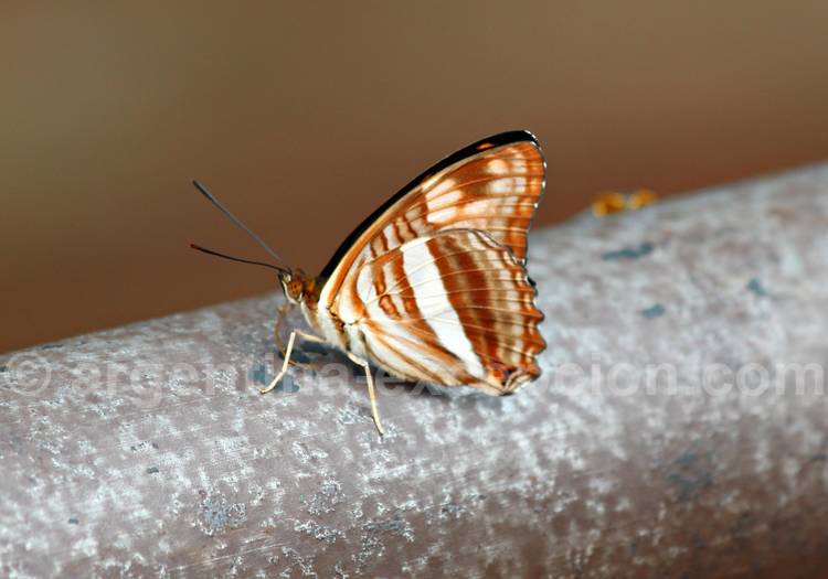 Adelpha malea goyama, fermé. Crédit Pascale Pengam Adelpha malea goyama, fermé. Crédit Pascale Pengam