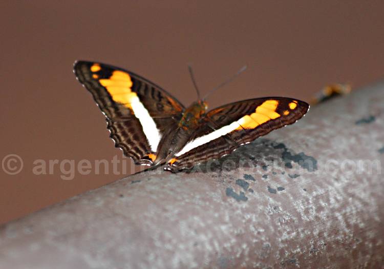 Adelpha malea goyama, ouvert Adelpha malea goyama, ouvert