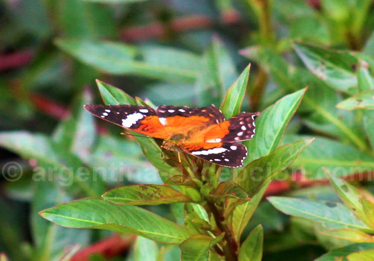 Anartia amathea roeselia Anartia amathea roeselia