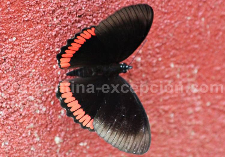 Biblis hyperia nectanabis Biblis hyperia nectanabis