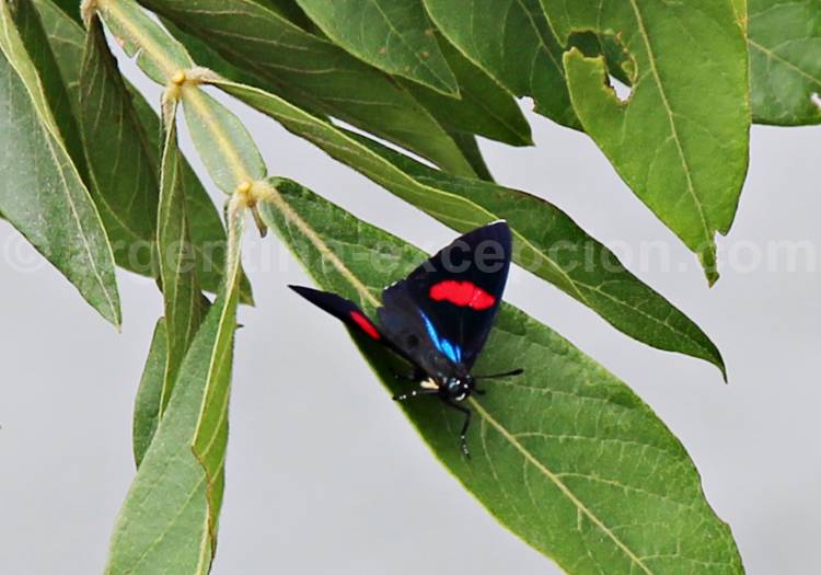 Callicore hydaspes. Crédit Pascale Pengam Callicore hydaspes. Crédit Pascale Pengam
