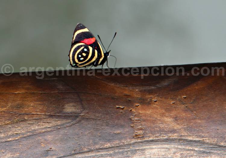 Callicore hydaspes, fermé Callicore hydaspes, fermé