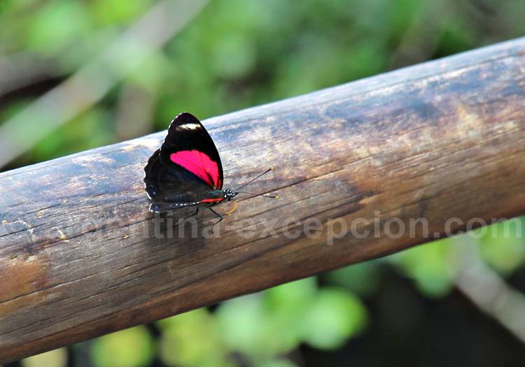 Callicore pygas thamyras, ouvert Callicore pygas thamyras, ouvert