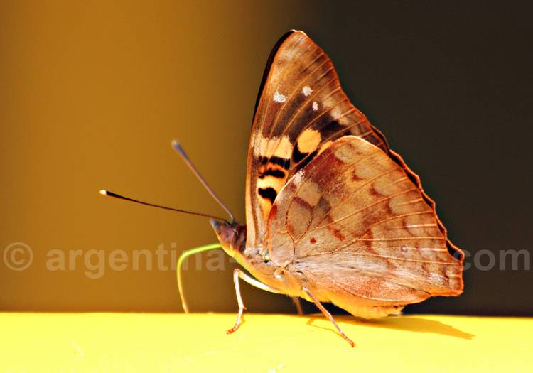 Doxocopa laurentia. Crédit Pascale Pengam Doxocopa laurentia. Crédit Pascale Pengam