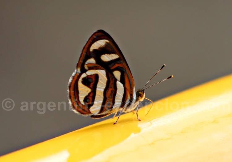 Dynamine artemisia. Crédit Pascale Pengam Dynamine artemisia. Crédit Pascale Pengam