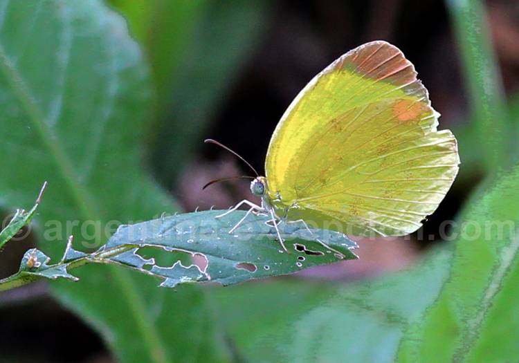 Eurema. Crédit Pascale Pengam Eurema. Crédit Pascale Pengam