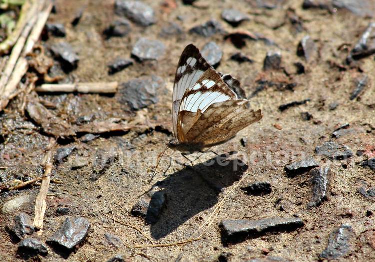 Marfil, Eunica Eburnea Marfil, Eunica Eburnea