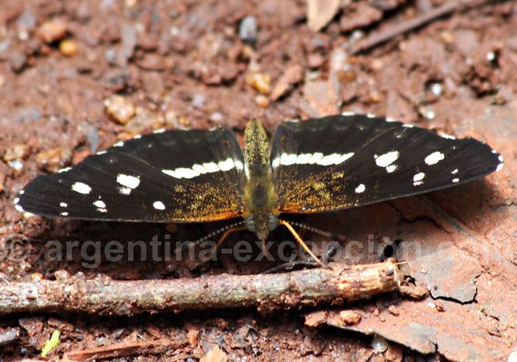 Ortilia ithra. Crédit Pascale Pengam Ortilia ithra. Crédit Pascale Pengam