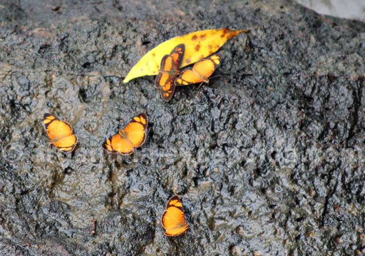 Tegosa claudina et Phyciodina dicoma Tegosa claudina et Phyciodina dicoma, seul sur la feuille. Crédit Pascale Pengam