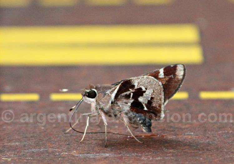 Thespieus aspernatus. Crédit Pascale Pengam hespieus aspernatus. Crédit Pascale Pengam