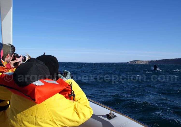 Baleine franche, Patagonie Baleine franche Patagonie