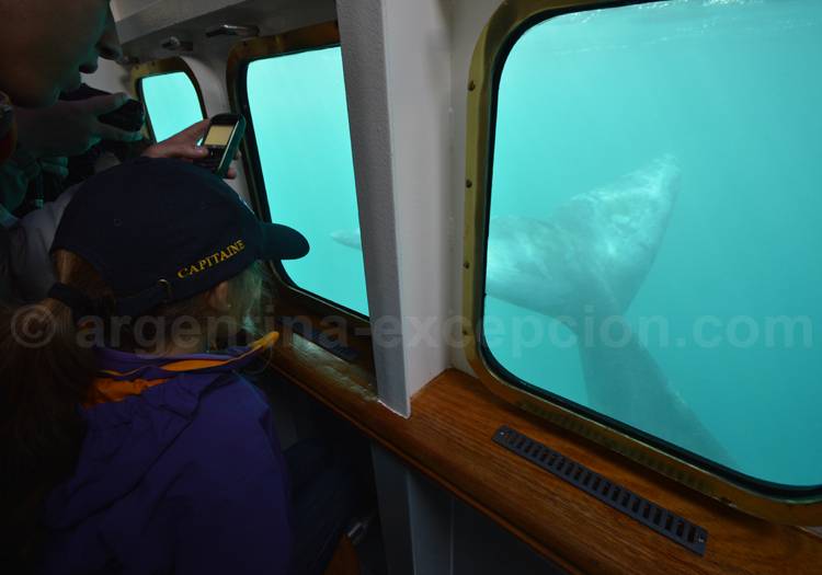 Baleine vue depuis le Yellow Submarine Baleine vue depuis le Yellow Submarine