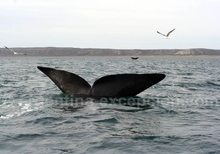 Baleine franche australe Baleine franche australe